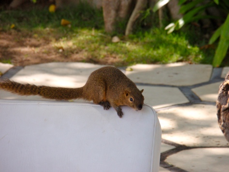 Squirrel on chair