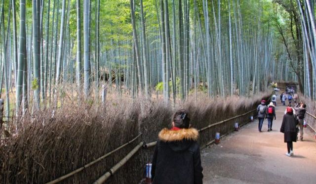 Bamboo Forest (Arashiyama)